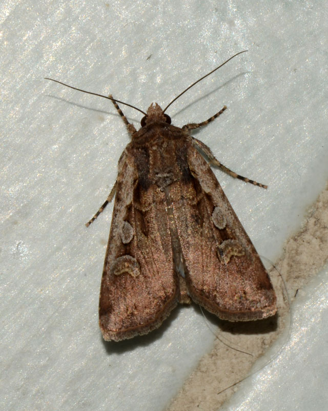 Noctuidae da determinare